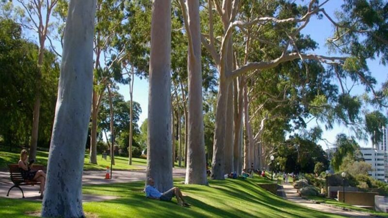 oppidolucano|Walking Through Kings Park, Perth: Nature and Views