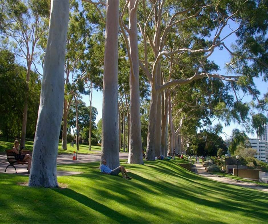 oppidolucano | Walking Through Kings Park, Perth: Nature and Views