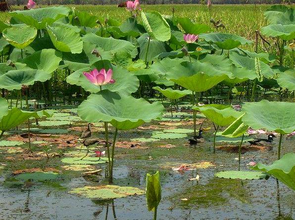 Chill at Bubba Wetlands: Harmony in Kakadu's Marshes