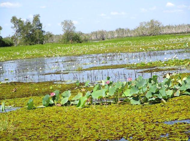 Experience Relaxation at Bubba Wetlands: Serenity in Kakadu's Ecosystem