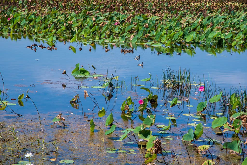 oppidolucano | Relax at Bubba Wetlands: Serenity in Kakadu's Wetlands oppidolucano | Relax at Bubba Wetlands: Serenity in Kakadu's Wetlands