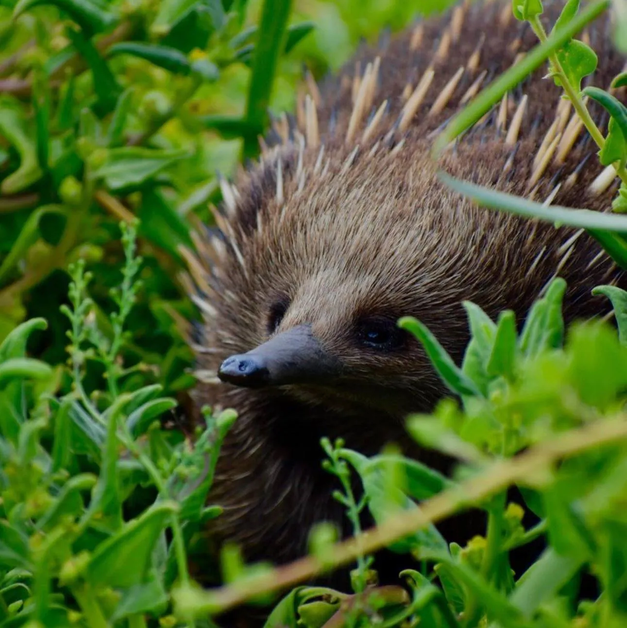echidnas