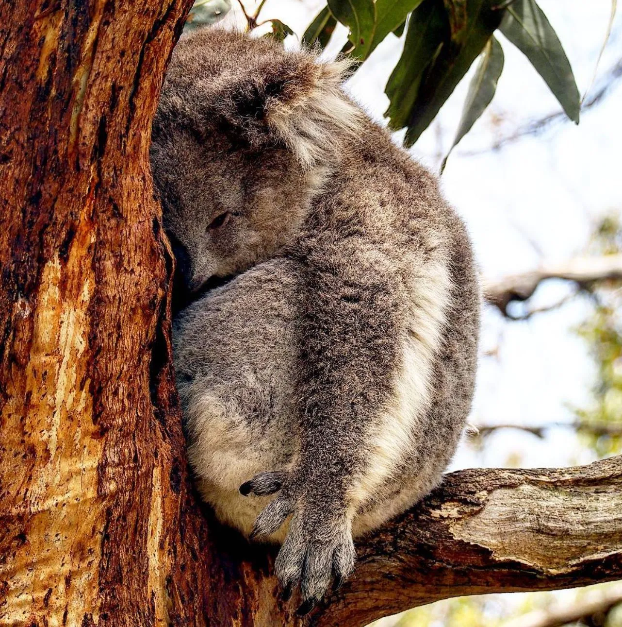 Koala Conservation Reserve