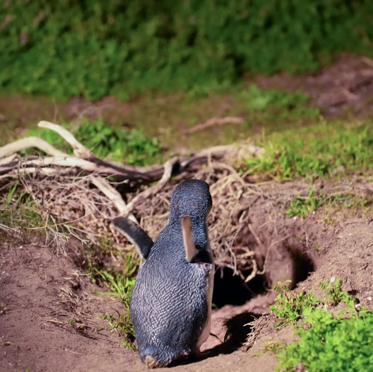 Penguin Parade