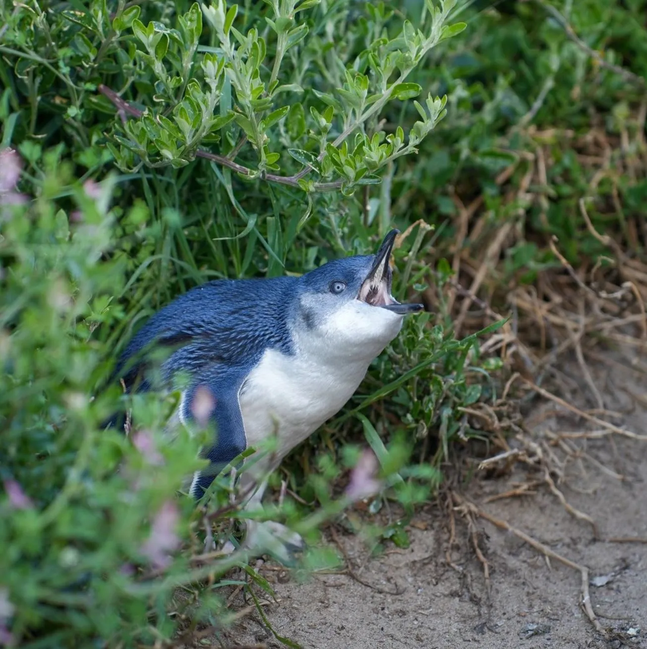 Phillip Island Nature Parks