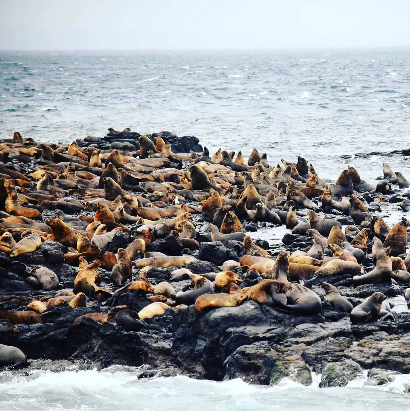 Seal Rocks