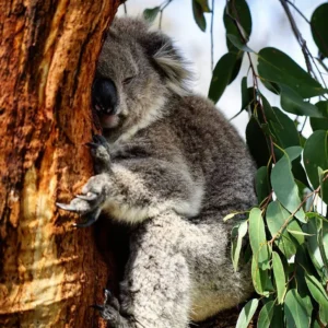 Wild Koalas on Phillip Island: Where to See Them