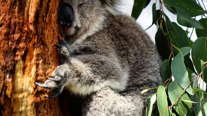 oppidolucano|Wild Koalas on Phillip Island: Where to See Them