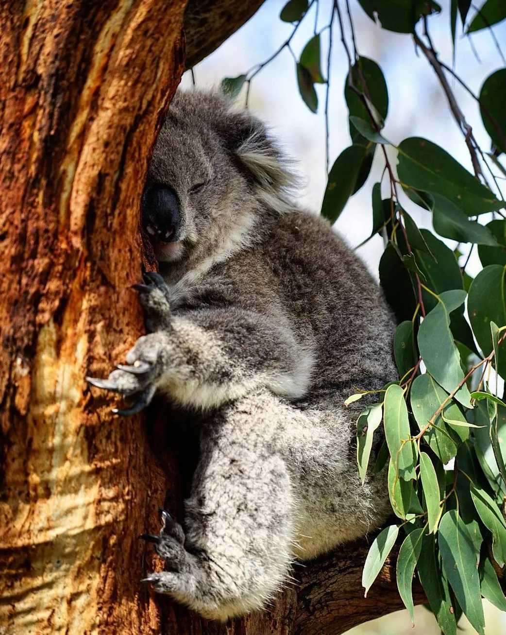 oppidolucano | Wild Koalas on Phillip Island: Where to See Them